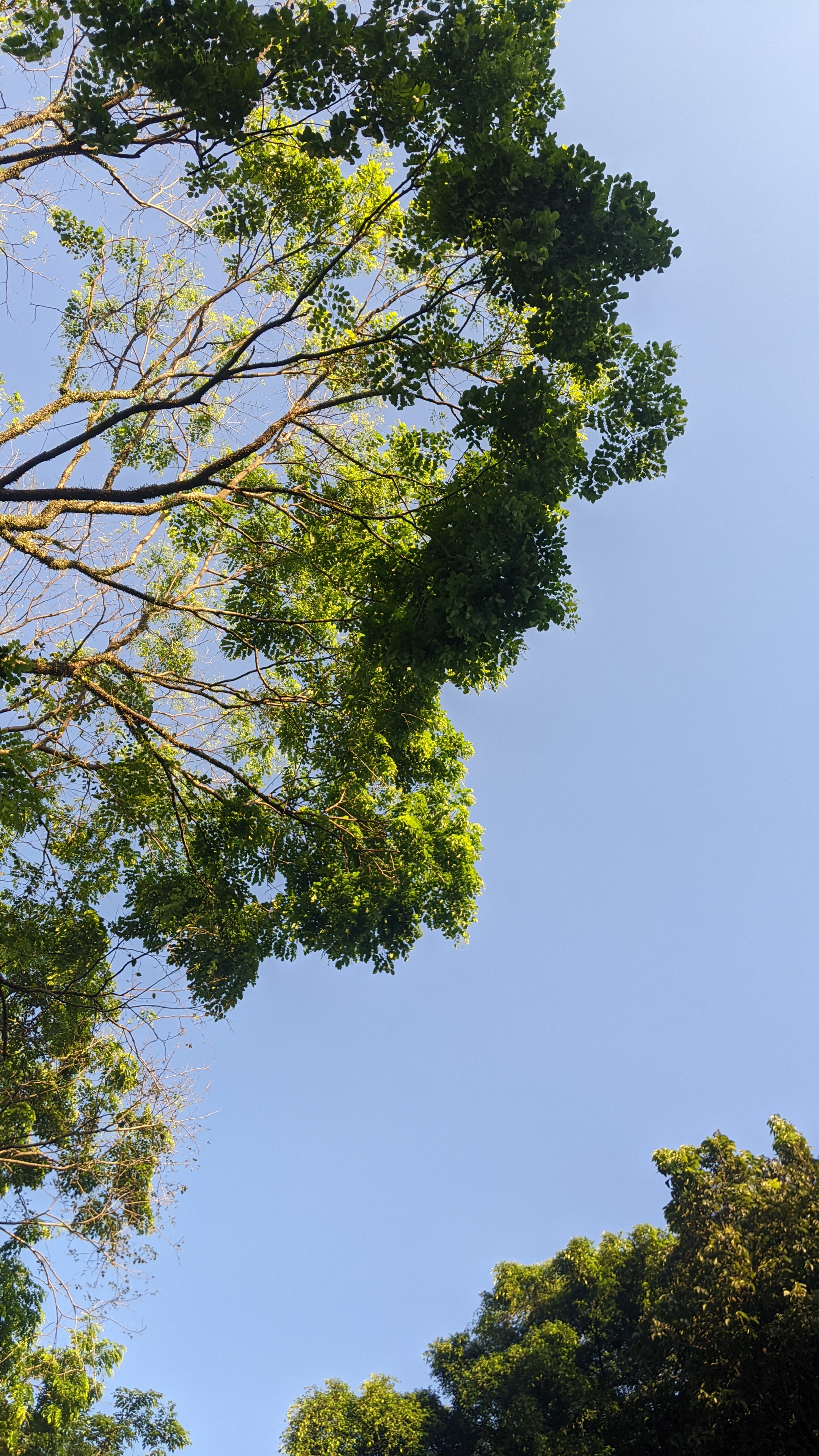 a tree with a blue sky